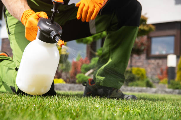 Best Wasp Removal Services  in Springville, AL