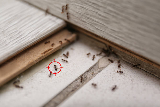 Best Best Pest Control Companies  in Springville, AL