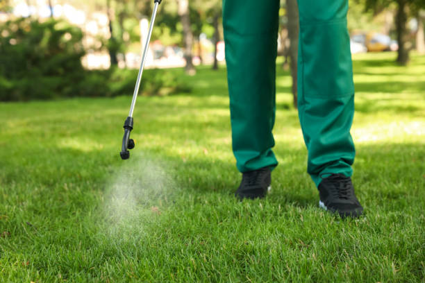 Best Pest Control for Homes  in Springville, AL
