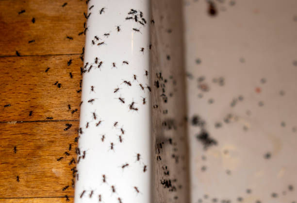 Best Bed Bug Extermination  in Springville, AL