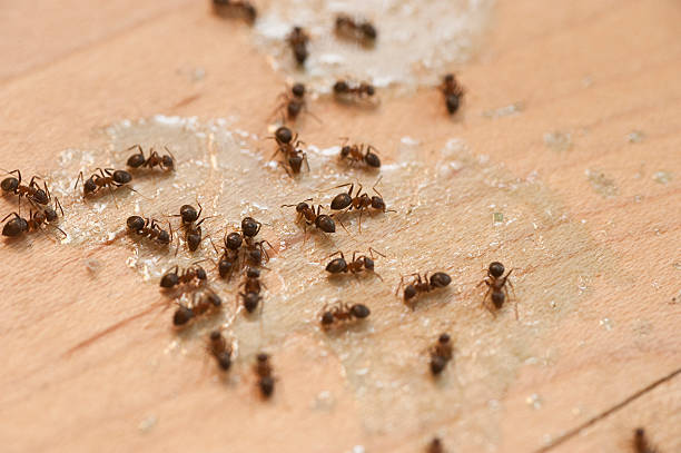 Reliable Springville, AL Pest Control Solutions