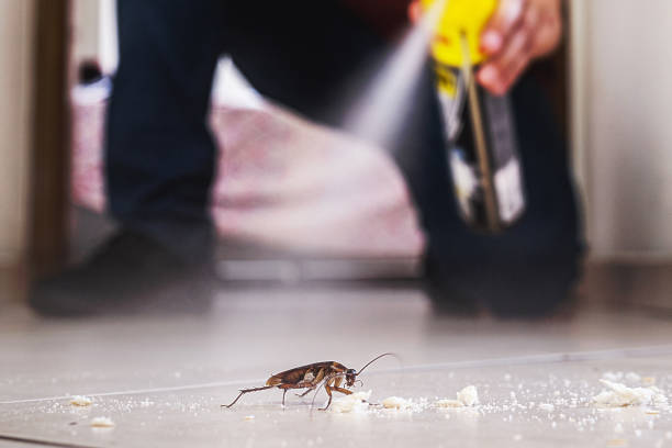 Best Termite Control Services  in Springville, AL